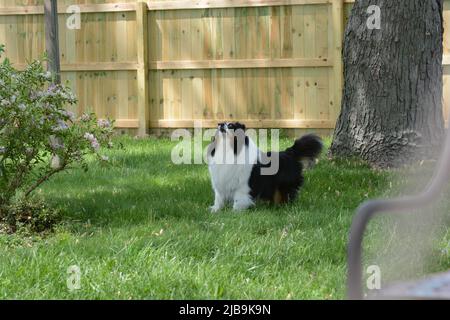 Chasse aux écureuils. Un chien de berger des Shetland (sheltie) est vigilant, regardant vers le haut, à l'affût d'un écureuil dans l'arbre. Banque D'Images