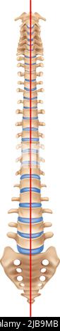 Composition de scoliose de l'anatomie du rachis humain avec image isolée du rachis normal avec os et illustration du vecteur de ligne droite Illustration de Vecteur