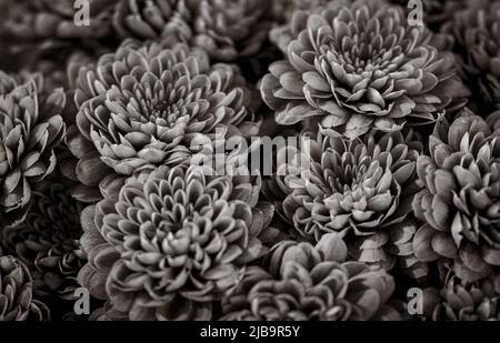 Une collection de fleurs de jardin orange et jaune dahlia est vendue sur un marché de fleurs local à Marbella papier peint image noir et blanc Banque D'Images