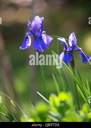 Un iris crayon poussant dans un jardin de Cape Cod. Dennis, Massachusetts, États-Unis Banque D'Images