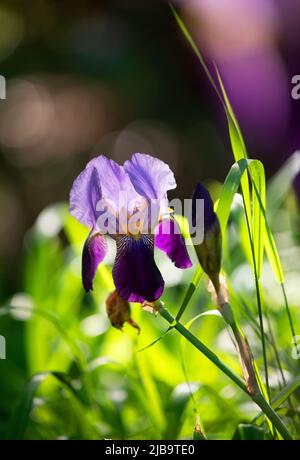 Un iris crayon poussant dans un jardin de Cape Cod. Dennis, Massachusetts, États-Unis Banque D'Images