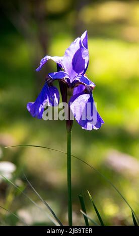 Un iris crayon poussant dans un jardin de Cape Cod. Dennis, Massachusetts, États-Unis Banque D'Images