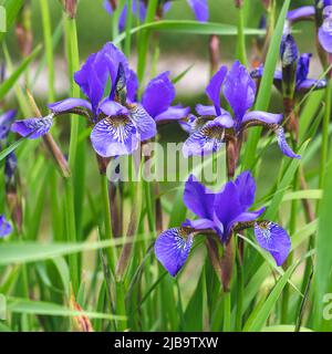 Mini Blue Irises sur fond vert herbe naturel. L'été. Belles fleurs violettes de l'iris dans la prairie Banque D'Images