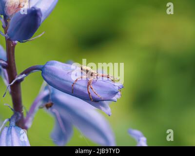 Araignée de crabe en cours d'exécution en attente sur un Bluebell Banque D'Images