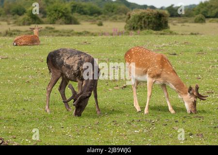 New Forest Hampshire Angleterre Royaume-Uni Banque D'Images