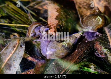 06 mai 2022, Basse-Saxe, Brunswick : deux escargots à corne pointue (Lymnaea stagnalis) nagent à la surface de l'eau dans un étang de jardin parmi les feuilles de flétrissement. Photo: Stefan Jaitner/dpa Banque D'Images