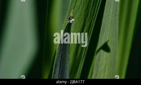 06 mai 2022, Basse-Saxe, Brunswick : une goutte d'eau brille à la lumière du soleil sur une feuille de nénuphars. Photo: Stefan Jaitner/dpa Banque D'Images