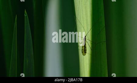 06 mai 2022, Basse-Saxe, Brunswick : un moustique est assis à la lumière du soleil sur une feuille de nénuphars. Photo: Stefan Jaitner/dpa Banque D'Images