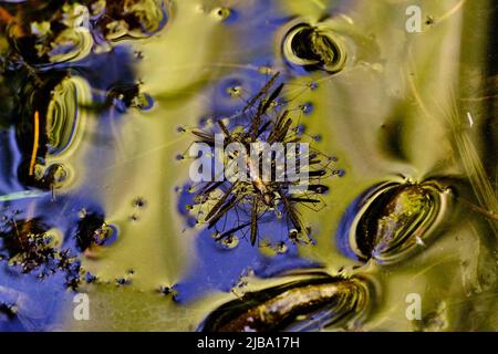 06 mai 2022, Basse-Saxe, Brunswick: Les striders d'eau (Gerris lacustris) succent une perruque noyée à la surface d'un étang de jardin. Photo: Stefan Jaitner/dpa Banque D'Images