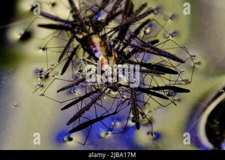 06 mai 2022, Basse-Saxe, Brunswick: Les striders d'eau (Gerris lacustris) succent une perruque noyée à la surface d'un étang de jardin. Photo: Stefan Jaitner/dpa Banque D'Images