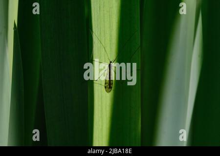 06 mai 2022, Basse-Saxe, Brunswick : un moustique est assis à la lumière du soleil sur une feuille de nénuphars. Photo: Stefan Jaitner/dpa Banque D'Images