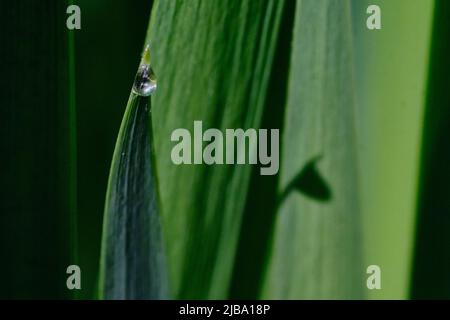 06 mai 2022, Basse-Saxe, Brunswick : une goutte d'eau brille à la lumière du soleil sur une feuille de nénuphars. Photo: Stefan Jaitner/dpa Banque D'Images