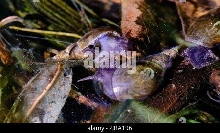 06 mai 2022, Basse-Saxe, Brunswick : deux escargots à corne pointue (Lymnaea stagnalis) nagent à la surface de l'eau dans un étang de jardin parmi les feuilles de flétrissement. Photo: Stefan Jaitner/dpa Banque D'Images