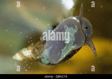 Brunswick, Allemagne. 07th mai 2022. Un escargot à corne pointu (Lymnaea stagnalis) nage sous la surface de l'eau dans un étang de jardin. Credit: Stefan Jaitner/dpa/Alay Live News Banque D'Images