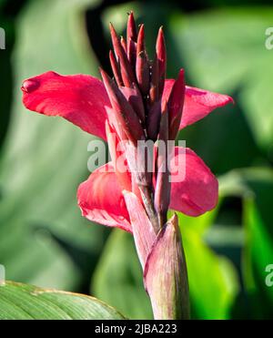 Red Ginger Calgary Zoo Alberta Banque D'Images