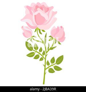 Branche de rose rose isolée sur fond blanc. Vecteur Illustration de Vecteur