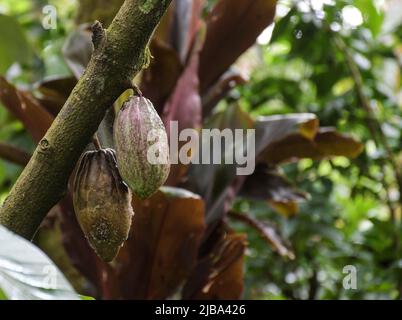 Fruits de cacao suspendus à une plante de cacao ou de chocolat au Kerala Inde Banque D'Images