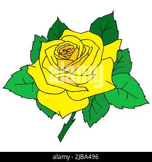 dessin graphique couleur d'une rose jaune gros plan sur fond blanc, design, art, valentin Illustration de Vecteur