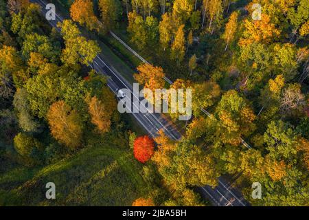 Vue de dessus de la route traversant la forêt d'automne lumineuse Banque D'Images