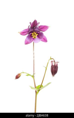 Fleur mauve aquilegia et feuillage isolés contre le blanc Banque D'Images