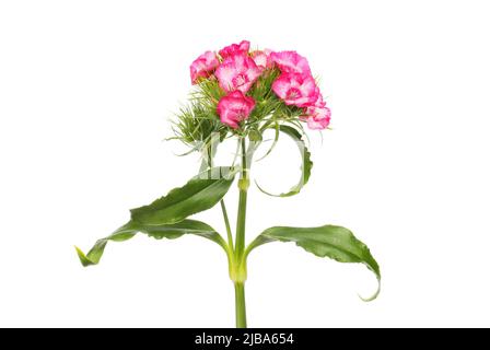 Guillaume doux, Dianthus barbatus, fleurs et feuillage isolés contre du blanc Banque D'Images