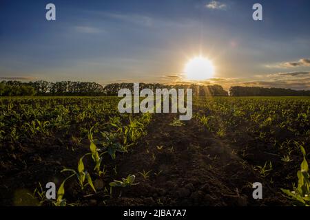 Des rangées de jeunes maïs sur fond de coucher de soleil. Banque D'Images