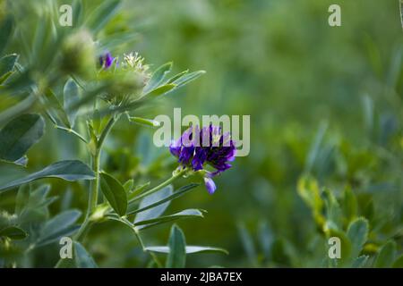 Mise au point sélective du trèfle de fleur bleue. Banque D'Images