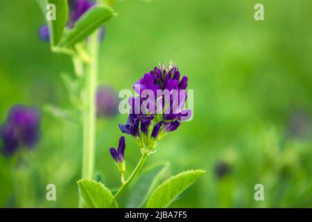Mise au point sélective du trèfle de fleur bleue. Banque D'Images