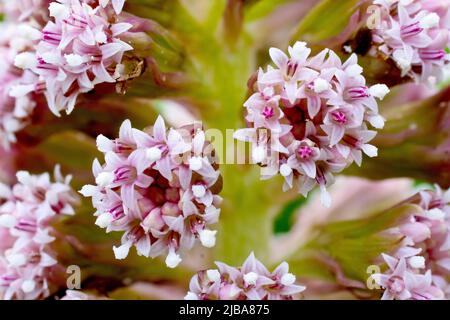 Butterbur (petasites hybridus), gros plan des petites touffes de fleurs qui composent les grandes inflorescences en forme de cône qui apparaissent au printemps. Banque D'Images