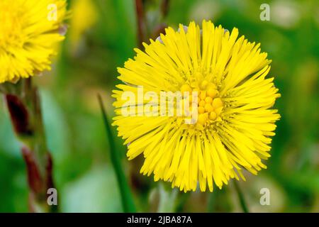 Coltsfoot (tussilago farfara), gros plan sur une seule fleur jaune vif, une vue commune sur le sol perturbé et sur les dunes au printemps. Banque D'Images