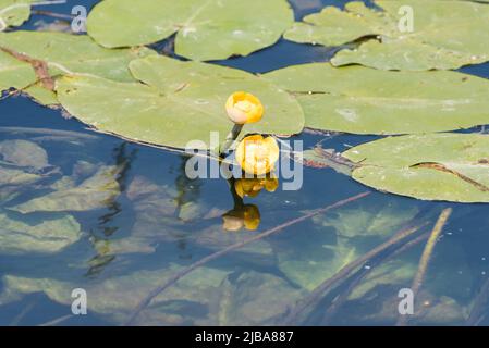 Nénuphar jaune à fleurs (Nuphar lutea) Banque D'Images