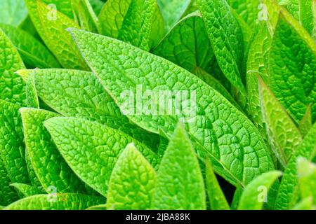 Comfrey, probablement la comfrey tubéreuse (symphytum tuberosum), gros plan d'une bande de feuilles vertes fraîches dès qu'elles commencent à apparaître au printemps. Banque D'Images