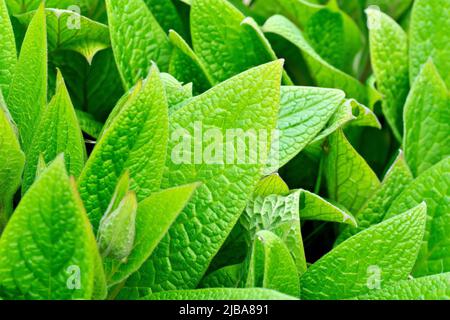 Comfrey, probablement la comfrey tubéreuse (symphytum tuberosum), gros plan d'une bande de feuilles vertes fraîches dès qu'elles commencent à apparaître au printemps. Banque D'Images