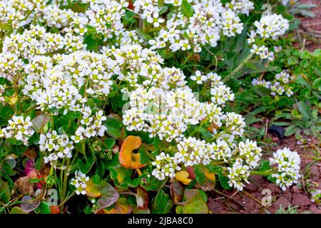 Le Scurvy-grass (cochlearia officinalis), gros plan d'une grande masse de la petite plante à fleurs blanches qui pousse sur les falaises de grès rouge en Écosse. Banque D'Images