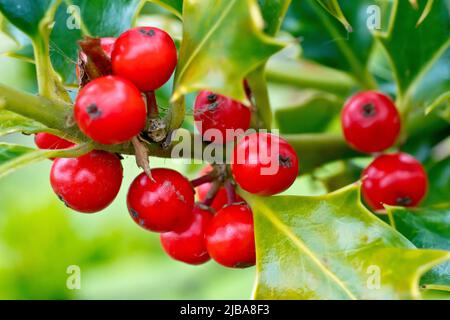 Holly (ilex aquifolium), gros plan montrant un groupe de baies rouges brillantes encore attachées à la brousse au printemps. Banque D'Images