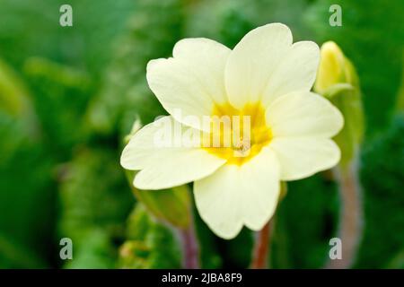 Primrose (primula vulgaris), gros plan d'une fleur à trois yeux avec une profondeur de champ limitée. Banque D'Images