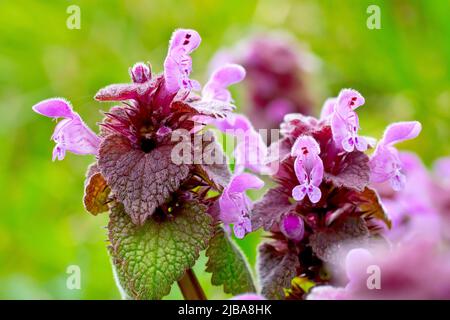 La tétée rouge (lamium purpueum), gros plan sur le sommet de plusieurs plantes montrant les petites fleurs roses et les feuilles violettes. Banque D'Images