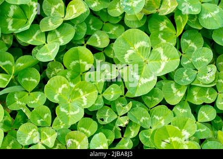 Trèfle blanc ou trèfle hollandais (trifolium repens), gros plan d'une zone dense de trois feuilles arrondies et lobées de la plante et de la bande pâle sur chacune. Banque D'Images
