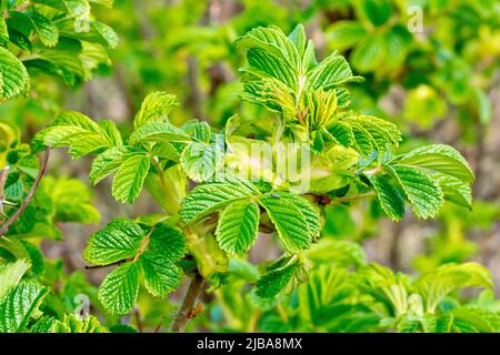 Rose sauvage (rosa rugosa), également connue sous le nom de rose japonaise, gros plan des grandes feuilles commençant à apparaître sur l'arbuste au printemps. Banque D'Images