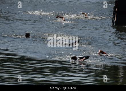 SwimXperience 2022, courses de natation et obstacles organisés par la fédération française de natation et l'Hôtel de ville du 10th arrondissement de Paris, sur le canal Saint Martin à Paris, France, sur 04 juin 2022. Photo de Patrice Pierrot/ABACAPRESS.COM Banque D'Images