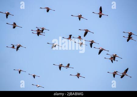 Une Flock de Flamingos en vol au-dessus d'un lac Banque D'Images