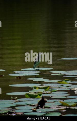 photographie de pêche à l'aigrette Banque D'Images