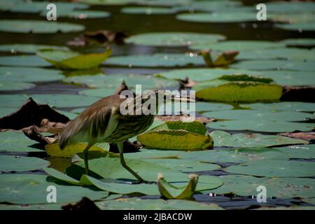 photographie de pêche à l'aigrette Banque D'Images