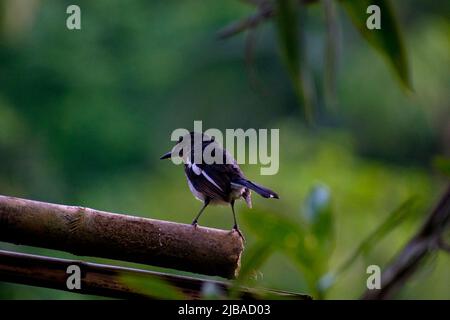 Magpie Robin à Sir Lanka Banque D'Images