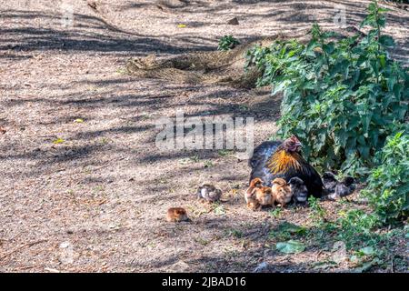Une poule en liberté avec de jeunes poussins à Snettisham, Norfolk. Banque D'Images