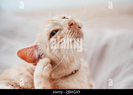 Un chat plus âgé beige ou crème se reposant sur le lit, se grattant l'oreille Banque D'Images