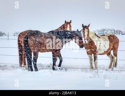 Ranch Horse dans le paysage américain Banque D'Images