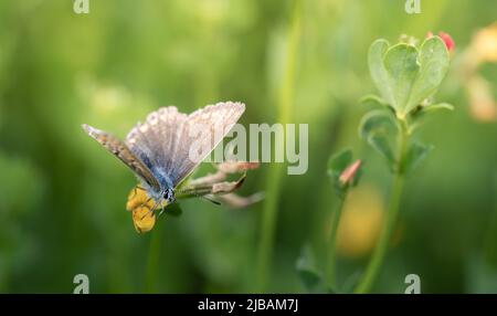 Un petit papillon bleu (Lycaenidae) est caché dans une grande herbe sur une fleur jaune. Le soleil brille en arrière-plan. Banque D'Images