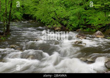 Cascades dans la partie médiane de la rivière Little Pigeon dans les Great Smoky Mountains, TN, États-Unis au début du printemps Banque D'Images