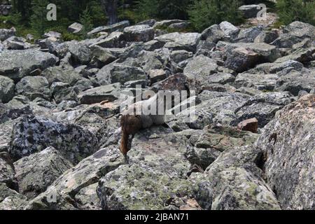 Marmot sur la montagne Fairview, Lake Louise, Alberta, Canada Banque D'Images